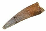 Fossil Spinosaurus Tooth - Real Dinosaur Tooth #298100-1